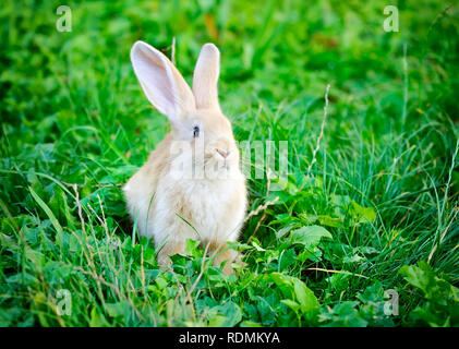 Petit lapin on Green grass Banque D'Images