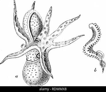 . Text-book de zoologie pour les élèves de niveau junior. Zoologie. Des céphalopodes. 211 structure, par conséquent, est une approche de l'expérimentateur a décidé type d'organizixtiou. Les sexes dans tous les Cephalopoda sont sujet à l'autre, et le processus de reproduction de la seiche est assisté de poissons avec quelques henoniena singulier ]). Le plus remaikalile point dans ce contexte est la modification d'un des bras de l'homme poissons seiches, dans le but de transmettre l'élément mâle de la femelle. Les détails de la modification varient dans différents spiecies de.Seiche fisli. Dans certains des poissons de seiches la modifi Banque D'Images