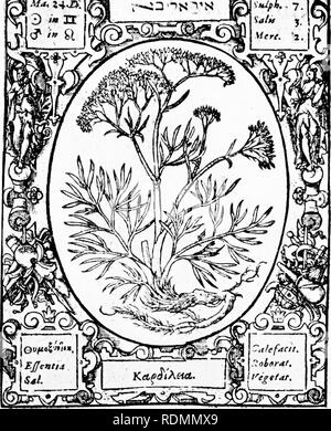 . Herbals, leur origine et leur évolution, un chapitre de l'histoire de la botanique, 1470-1670. Botanique ; botanique ; Herbals. XX plaque Q %^^^Jo.^^^^^M 3 mm.. ' Fcemina TliLirneisser Cervaria" [, Historia sive descriptio plantarum, 1587].. Veuillez noter que ces images sont extraites de la page numérisée des images qui peuvent avoir été retouchées numériquement pour plus de lisibilité - coloration et l'aspect de ces illustrations ne peut pas parfaitement ressembler à l'œuvre originale.. Arber, Agnes Robertson, 1879-1960. Cambridge University Press Banque D'Images