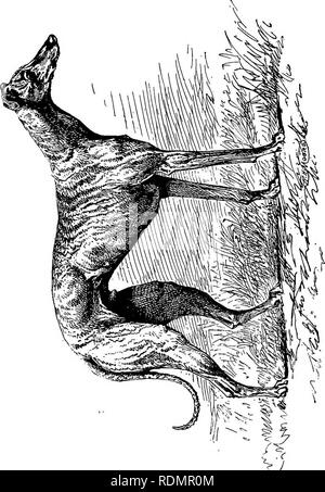 . Coulant et la fauconnerie. Coulant ; la fauconnerie. . Veuillez noter que ces images sont extraites de la page numérisée des images qui peuvent avoir été retouchées numériquement pour plus de lisibilité - coloration et l'aspect de ces illustrations ne peut pas parfaitement ressembler à l'œuvre originale.. Cox, Harding Edward de Fonblanque, 1854- ; Lascelles, Gerald William. La fauconnerie ; Richardson, Charles, éd. Londres et Bombay, Longmans, Green, and Co. Banque D'Images