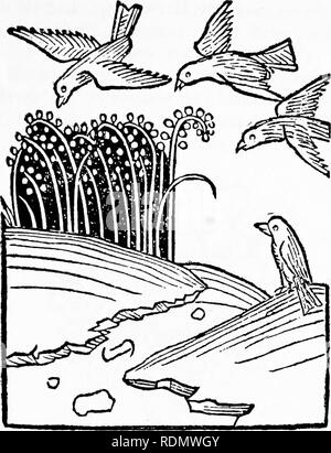 . Herbals, leur origine et leur évolution, un chapitre de l'histoire de la botanique, 1470-1670. Botanique ; botanique ; Herbals. "] Le Ortvis Sanitatis ' 27. Text-fig. 10. " Passer "  = Sparrow [Ortus Sanitatis, Mayence, 1491].. Veuillez noter que ces images sont extraites de la page numérisée des images qui peuvent avoir été retouchées numériquement pour plus de lisibilité - coloration et l'aspect de ces illustrations ne peut pas parfaitement ressembler à l'œuvre originale.. Arber, Agnes Robertson, 1879-1960. Cambridge University Press Banque D'Images