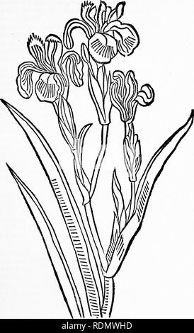 . Herbals, leur origine et leur évolution, un chapitre de l'histoire de la botanique, 1470-1670. Botanique ; botanique ; Herbals. "] L'Herbarius allemand '' 23. Text-fig. 7. " Acorus "  = Iris [Herbarius zu Jean-claude Rambaud, Mayence, 1485].. Veuillez noter que ces images sont extraites de la page numérisée des images qui peuvent avoir été retouchées numériquement pour plus de lisibilité - coloration et l'aspect de ces illustrations ne peut pas parfaitement ressembler à l'œuvre originale.. Arber, Agnes Robertson, 1879-1960. Cambridge University Press Banque D'Images