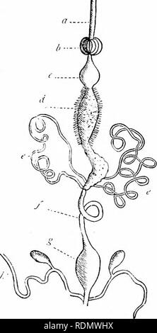 . Text-book de zoologie pour les élèves de niveau junior. Zoologie. INSECTA. 16.' Le gésier est adapté pour le broyage des aliments, et a souvent des dents ou des plaques d'chitiue point dans ses murs. Il est remplacé par le vrai cavité digestive (fi), ce qui s'appelle le chylific » l'estomac." à partir de ce produit il y a un intestin (/), de longueur variable, ce qui habituellement se termine dans une chambre appelée " cloaque " {g), dans lequel les conduits des organes reproductifs ouvert. L'ouverture de l'œsophage est meublé avec ajjpeudages glandulaire, qui décharge. Fig. 110.-Appareil digestif d'un Banque D'Images