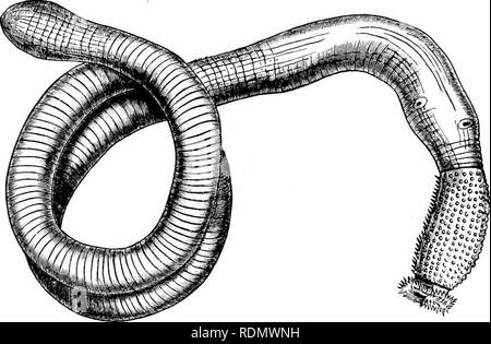 . Text-book de zoologie pour les élèves de niveau junior. Zoologie. ANAKTHROPODA. CHAPTEE 127 XII. ANAKTHROPODA. L'Anarthro poda ou plus des groupes des vers ont le corps nettement segmenté, mais les segments sont généralement nombreuses (souvent en nombre indéfini), et sont pour la plupart semblables l'un à l'autre excejot aux deux extrémités de l'organisme. Des appendices latéraux peut être vouloir ; mais lorsqu'ils sont présents, ils ne sont pas définis, ils ne sont pas joints au corps. Le système nerveux a la forme de. Gratuit^'. 8J.-Gepliyrea. SiputiQidiLS IndiciLS, de la taille naturelle. (.Vfter Keferstein.) une chaîne ventrale de gan Banque D'Images