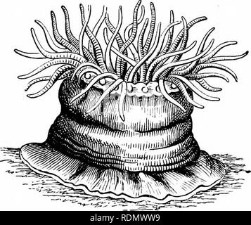 . Text-book de zoologie pour les élèves de niveau junior. Zoologie. ACTINOZOA. 85 Le Aclmozoa sont divisées en quatre ordres-à savoir, le Znantharia Alcyonar.ia, la, le rugosa, et le Ctenojjhora. L'ordre 1. Zoantharia. Les Zoantharia comprennent les Aciinozoa où la polypes sont meublées avec bon, simple, habituellement de nombreux tentacules, qui, Hke les mésentères, sont en multiples de six. Les Zoantharia ai-e divisé en trois groupes, distingués les uns des autres par la présence ou l'absence d'un corail, et par sa structure lorsqu'elle est présente. Le premier de ces groupes est appelé Zoantharia malacodermata, ou &quo Banque D'Images