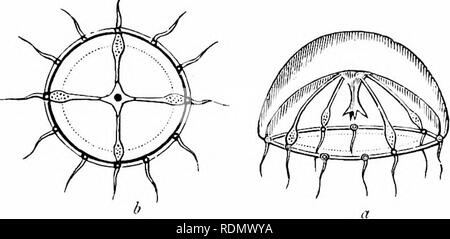 . Text-book de zoologie pour les élèves de niveau junior. Zoologie. DIVISIONS DE L'IIYDROZOA. 69 organes spéciaux, qui sont développés dans le cadre de la canaux rayonnants du disque. Le enilirj'os sont des petits organismes en nage libre, couverts de cils, qui enfin fixer eux-mêmes, et se développer en l'usine colonies arborescentes à partir de laquelle le medusoids ont été dérivés. Commander IV. Medusid/e. Parmi les plus beaux de tous les familiers et organisnr marine ! Sont la délicate, transparente, en forme de cloche créatures généralement connu sous le nom de Jelly-poissons. Tous les organismes vivants, qui sont généralement décrits comme la vaseline, poissons, belon Banque D'Images