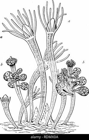 . Text-book de zoologie pour les élèves de niveau junior. Zoologie. DIVISIONS DE L'HYDKOZOA. 63 Disque en forme de cloche, qui est fixé par sa base à l'organe parent- ISM, et a sa cavité tournée vers l'extérieur. Depuis le toit de ce disque il y a suspendu une sorte de poignée, qui corresjMonds pour le battant de la cloche, et est appelé le " manubrium" (lat. pour la poignée). À partir de l'extrémité proximale ou fixe de la processus central ou manubrium procéder quatre ou huit canaux, qui s'étendent à la marge de la bell, où ils s'ouvrent sur un canal circulaire. Fig. 32.-Grnup Hydractinm echinatct de zooïdes de. Banque D'Images