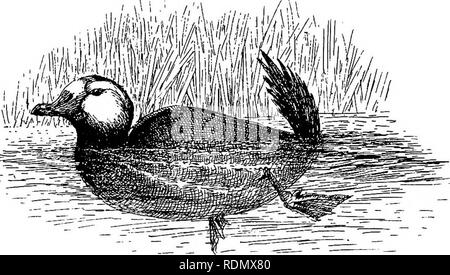 . Espagne inexploré. La chasse ; l'histoire naturelle. Printemps dans la Laguna de las marismas 387 Terajes, Mai 8.-une lagune isolée, cachée dans un bassin en forme de soucoupe au milieu séquestré des bas ; presque toute la mesure (20 acres) colmaté avec canne dense-freins et d'épais roseaux vert qui était six ou huit pieds au-dessus de l'eau. Nous avait conduit ici, à 14 kilomètres de sable, à travers landes et bois de pin- ; et tout en déjeunant au bord nos deux canots (achetée ici hier) ont été obtenu à flot. Pendant ce temps, sur une parcelle d'eau libre nous avait observé plusieurs canards à face blanche natation, profondément immergé, et avec Banque D'Images