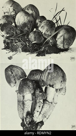 . Champignons vénéneux et comestibles du Canada. Les champignons, toxiques ; des champignons comestibles. Chiffres 390-391. Coprinus atramentarius. 286. Veuillez noter que ces images sont extraites de la page numérisée des images qui peuvent avoir été retouchées numériquement pour plus de lisibilité - coloration et l'aspect de ces illustrations ne peut pas parfaitement ressembler à l'œuvre originale.. Groves, J. Walton. Ottawa : Direction de la recherche, Agriculture Canada Banque D'Images