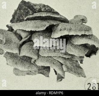 . Champignons vénéneux et comestibles du Canada. Les champignons, toxiques ; des champignons comestibles. 119. La Figure 277. Mycena galericulata. Chiffres 278-281. Panus stipticus. 176. Veuillez noter que ces images sont extraites de la page numérisée des images qui peuvent avoir été retouchées numériquement pour plus de lisibilité - coloration et l'aspect de ces illustrations ne peut pas parfaitement ressembler à l'œuvre originale.. Groves, J. Walton. Ottawa : Direction de la recherche, Agriculture Canada Banque D'Images