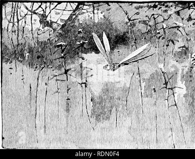 . Quatre pieds, deux pieds, et pas de pieds ; ou, poilu et les animaux domestiques, et comment ils vivent. Le comportement animal. ''J^^ «t. Veuillez noter que ces images sont extraites de la page numérisée des images qui peuvent avoir été retouchées numériquement pour plus de lisibilité - coloration et l'aspect de ces illustrations ne peut pas parfaitement ressembler à l'œuvre originale.. Richards, Laura Elizabeth Howe, 1850-1943. Boston, Estes et Lauriat Banque D'Images