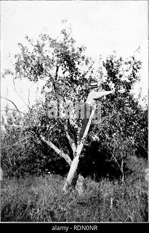 . Autour d'un ancien homestead ; un livre de souvenirs. Huston, Paul Griswold ; la vie à la ferme ; l'histoire naturelle. La cueillette des pommes.. Veuillez noter que ces images sont extraites de la page numérisée des images qui peuvent avoir été retouchées numériquement pour plus de lisibilité - coloration et l'aspect de ces illustrations ne peut pas parfaitement ressembler à l'œuvre originale.. Huston, Paul Griswold. Cincinnati, Jennings et Graham ; New York, Eaton et d'alimentation secteur Banque D'Images