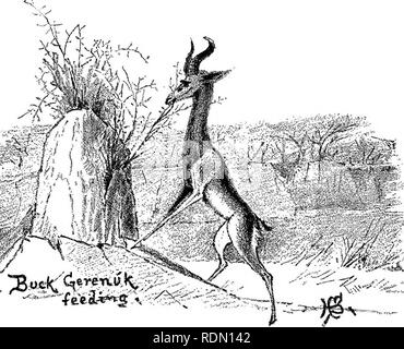 . Dix-sept voyages dans le Somaliland et une visite à l'Abyssinie ; avec préface supplémentaire sur la "mollah" crues. L'Cabdulle Maxamad, 1864-1920 ; ethnologie ; Zoologie. V LA RECONNAISSANCE DE FRONTIÈRE ABYSSINIENNE 119 voyageant constamment avec le matériel roulant, densément boisée, nous entrions dans le cadre de la main qui est broutée par les OgMen depuis le sud, et a frappé le Warda-Gumared, une des grandes artères commerciales entre Berbera et le Shabeleh Webbe. La piste ici, à trente milles au moins, sur la terre poudreuse rouge, est si bien porté et lisse qu'un vélo peut-être. WALLER'S GAZEL Banque D'Images