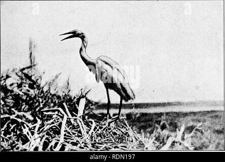 . Lecteur de conservation. Ressources naturelles, les forêts et la foresterie. Les oiseaux nos amis et compagnons 201 Pluvier kildir, snipe, et d'autres pluviers, dont les habitudes alimentaires de les rendre le plus intéressant des oiseaux de rivage, en particulier ont besoin de notre protection. Nous avons tous vu ces oiseaux dans nos promenades le long de la rive. Petites et sensibles de leur corps ; chacun ferait à peine une bouchée, et pourtant le pot, les chasseurs ont semblé déterminés à les tuer tous. Combien de personnes pensez jamais de la caille dans n'importe quelle autre lumière que comme un délicieux morceau d'être servi sur des toasts pour le dîner ? Les cailles n'est pas seulement utile parce qu'o Banque D'Images