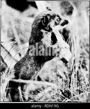 . Lecteur de conservation. Ressources naturelles, les forêts et la foresterie. La Cour des animaux et d'oiseaux 193 parmi les plus intéressants de la population de la forêt, ils devraient aller gratuitement et .être protégés de l'Hunter. Le coyote a ensuite traîné dans et accusé de toutes sortes de mauvaises actions. Il a plaidé pour la défense qu'il a contribué à réduire le nombre de lapins et d'écureuils terrestres, et que si ce n'était pas de sa tribu, ces animaux httle réduirait de tout. Le juge a décidé que le coyote est dans l'ensemble d'un voisin plutôt désagréable et a refusé de lui offrir aucune protection. Sur chaque Banque D'Images