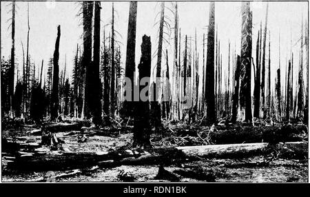 . Lecteur de conservation. Ressources naturelles, les forêts et la foresterie. Comment les forêts souffrent de 123 feux. H. W. Fairbanks les talons de morts d'une belle forêt. détruire sa propre clôtures et bâtiments et, balayant, ruine sur celles de ses voisins aussi. Peu de gens ont péri d'un feu dans l'Ouest, pour les régions de la forêt.il y sont généralement peu habitée, mais dans certains des Etats de l'Est et du Nord, il y a eu de terribles incendies qui ont détruit des villages entiers avec leurs habitants. Dans de nombreuses régions de montagne de notre pays, il y a maintenant de vastes zones couvertes de broussailles inutiles Banque D'Images