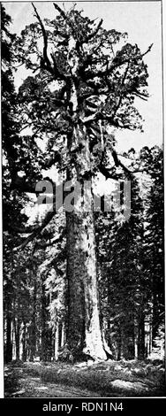 . Lecteur de conservation. Ressources naturelles, les forêts et la foresterie. 1.6 Lecteur de conservation. L'Pillshury Picluixs Inc., 'Où sont mes beaux arbres," il s'écria, "qui a poussé sur le côté de la montagne ?' ". Veuillez noter que ces images sont extraites de la page numérisée des images qui peuvent avoir été retouchées numériquement pour plus de lisibilité - coloration et l'aspect de ces illustrations ne peut pas parfaitement ressembler à l'œuvre originale.. Fairbanks, Harold Wellman, 1860-. Yonkers-on-Hudson, N. Y. , World Book Company Banque D'Images