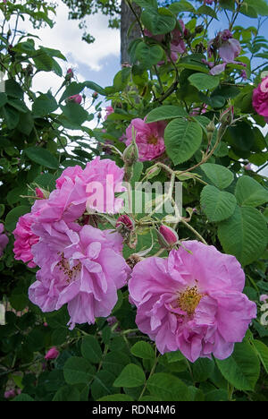 Rosa Damascena trigintipetala var. ; Kazanlik ; Rosaceae ; shurb ; Damask ; fleur semi-double, Rose. Autre nom Rosa X damascena Trigintipetala, Trindafil Banque D'Images