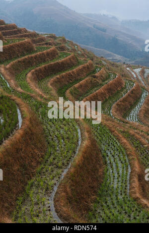 Cercle des terrasses de riz dans les vagues autour de la montagne de ski de Longshen, Chine Banque D'Images