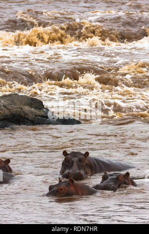 Un petit troupeau d'hippopotames sur la rivière Mara. Le Masai Mara, Kenya Banque D'Images