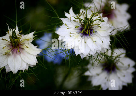 Nigella blanc dans le jardin, l'arrière-plan flou Banque D'Images