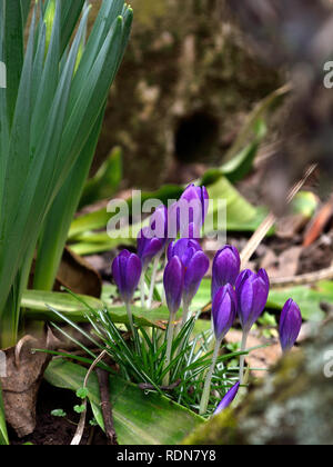 Purple crocus de printemps dans le jardin, Crocus vernus Banque D'Images