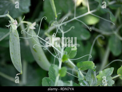 Plante de pois verts dans le jardin, Pisum sativum Banque D'Images