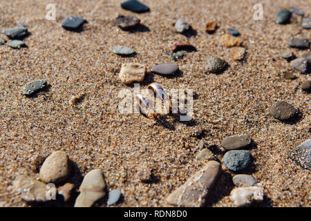 Deux alliances dans le sable sur la plage. Close up. Banque D'Images