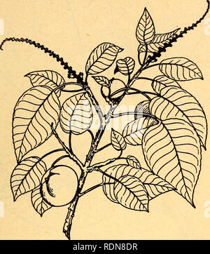 . Plantes Comestibles et plantes toxiques de la région des Caraïbes. Les plantes comestibles, les plantes toxiques ;, la botanique. 75. 57. Manchineel Hippomane Mancinella empoisonner le sève laiteuse de l'manchineel provoque la formation de cloques et une inflammation sévère de la peau chez certaines personnes. La fumée de bois- brûler peut blesser les yeux. Cette plante ne pousse que sur les plages de l'océan où il forme souvent des fourrés denses. Le petit arbre a brun pâle, écorce lisse et très petites fleurs vertes. Le fruit ressemble à une petite pomme verte. Il est aussi appelé manzanillo.. Veuillez noter que ces images sont extraites des images de la page numérisée th Banque D'Images