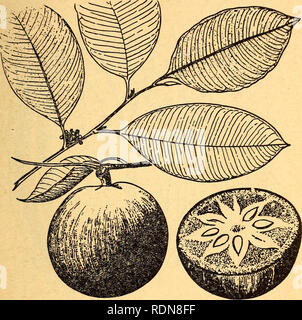 . Plantes Comestibles et plantes toxiques de la région des Caraïbes. Les plantes comestibles, les plantes toxiques ;, la botanique. 19. 10. Star-Apple Chrysophyllum Cainito le star-apple est toujours consommés crus. Il est généralement cultivé dans les basses terres et seulement rarement pousse à l'état sauvage. Ce grand arbre à sève laiteuse est facilement reconnaissable par ses feuilles oblongues qui sont vert foncé sur le dessus et brun doré et soyeux sur le sous- côté. Le fruit a la forme d'une petite pomme et quand couper à travers ses carpelles forment un motif rappelant une étoile. Sa peau est vert ou violet, et sa pulpe verdâtre est doux, sucré, et un peu laiteux. Si un fruit populaire suis Banque D'Images