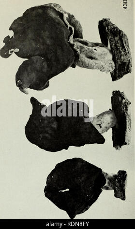 . Champignons vénéneux et comestibles du Canada. Les champignons, toxiques ; des champignons comestibles. La Figure 430. Gyromitra infula. 306. Veuillez noter que ces images sont extraites de la page numérisée des images qui peuvent avoir été retouchées numériquement pour plus de lisibilité - coloration et l'aspect de ces illustrations ne peut pas parfaitement ressembler à l'œuvre originale.. Groves, J. Walton. Ottawa : Direction de la recherche, Agriculture Canada Banque D'Images