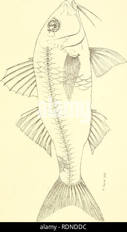 . Poissons et crustacés comestibles de la Nouvelle Galles du Sud. Poissons -- Australie Nouvelle Galles du Sud ; Crustacea -- Australie Nouvelle Galles du Sud. t2 ft H H C CO. Veuillez noter que ces images sont extraites de la page numérisée des images qui peuvent avoir été retouchées numériquement pour plus de lisibilité - coloration et l'aspect de ces illustrations ne peut pas parfaitement ressembler à l'œuvre originale.. Catholicus, James Douglas, 1853-1925. Sydney : C. Potter, gouvernement de l'imprimante. Banque D'Images