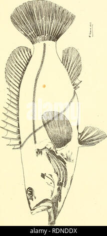 . Poissons et crustacés comestibles de la Nouvelle Galles du Sud. Poissons -- Australie Nouvelle Galles du Sud ; Crustacea -- Australie Nouvelle Galles du Sud. P4. -I Q O o o o (A. Veuillez noter que ces images sont extraites de la page numérisée des images qui peuvent avoir été retouchées numériquement pour plus de lisibilité - coloration et l'aspect de ces illustrations ne peut pas parfaitement ressembler à l'œuvre originale.. Catholicus, James Douglas, 1853-1925. Sydney : C. Potter, gouvernement de l'imprimante. Banque D'Images