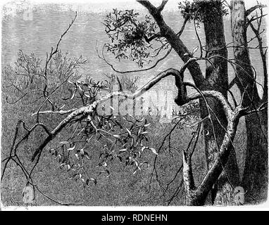 . L'histoire naturelle des plantes, leurs formes, la croissance, la reproduction et la distribution ;. La botanique. 206 GUI ET LORANTHUSES. La vue, est surprenant, que le gui-plants sont rarement assis sur la surface supérieure des branches, mais très souvent sur les côtés. Pour les excréments des grives, qui vivent sur le gui-Baies, est sous la forme d'une masse fluide, très visqueux, ductile comme bird-chaux ; et, même lorsqu'il est déposé sur la surface supérieure des branches obliques, elle s'exécute immédiatement en bas des côtés, s'étendent parfois dans les cordages 20 ou 30 centimètres de longueur. En raison de la masse visqueuse ainsi Banque D'Images