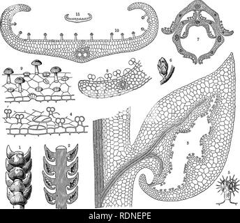 . L'histoire naturelle des plantes, leurs formes, la croissance, la reproduction et la distribution ;. La botanique. Avec des plantes pièges et embûches à piéger les animaux. 137 quelque temps après les créatures sont entrés dans les chambres le seul reste d'eux que l'on rencontre avec sont griffes, jambes, soies, et peu de leurs morceaux, amorphe sarcode, chair, et le sang ayant disparu et n'a laissé aucune trace, on suppose que l'absorption des nutriments de la proie morte ici découle par contact avec l'extension des filaments tentaculaires protoplasmiques comme dans le cas d'Ehizopoda, à. Fig. 26.-La capture d'un appareil, Toothwort Banque D'Images