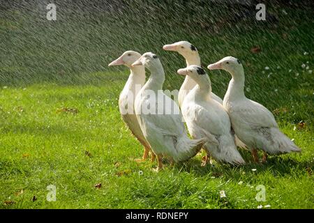Cinq canards bénéficiant d''une douche Banque D'Images