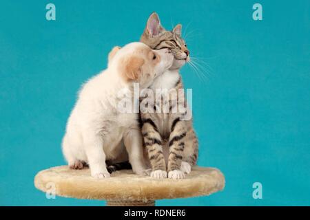 Un petit baiser un chaton Banque D'Images