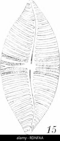 . La flore de Koh Chang : contributions à la connaissance de la végétation dans le Golfe de Siam . La botanique. 3a â:â &gt ;&gt ; t ij tS vis) 3ft 3c, A- 7 f ? Il 0 J ? .B n. ff !' est^^ ^ ? = 16 Pacht 4 Crono phototyp.. Veuillez noter que ces images sont extraites de la page numérisée des images qui peuvent avoir été retouchées numériquement pour plus de lisibilité - coloration et l'aspect de ces illustrations ne peut pas parfaitement ressembler à l'œuvre originale.. Schmidt, Johannes, 1877-1933. Copenhague : B. Luno Banque D'Images