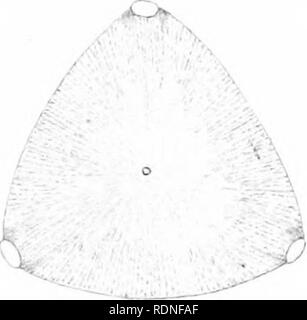 . La flore de Koh Chang : contributions à la connaissance de la végétation dans le Golfe de Siam . La botanique. i. Veuillez noter que ces images sont extraites de la page numérisée des images qui peuvent avoir été retouchées numériquement pour plus de lisibilité - coloration et l'aspect de ces illustrations ne peut pas parfaitement ressembler à l'œuvre originale.. Schmidt, Johannes, 1877-1933. Copenhague : B. Luno Banque D'Images