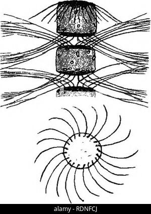 . La flore de Koh Chang : contributions à la connaissance de la végétation dans le Golfe de Siam . La botanique. 14 232 espèces, mais je n'ai jamais vu le vrai R. Temperei. J'ai figuré un frustule et une partie o^^show, il ment la forme de la colonne vertébrale. 3(rr) - 10 (r). Salon : des principales espèces : JMediterranean Avchipelago, malais ; du var. acuminata : Océan Atlantique tropical, méditerranéen, Océan Pacifique à Sandwiclis Îles. Chaetocereae. Shadb Bacteriastrum.. Fig. 9. Hyaliniim Bacteriastrum Laud. Partie d'une chaîne d'une cellule terminale ; sous une cellule terminale dans .vue latérale, montrant l'arête terminale (NR)^- 37 Banque D'Images