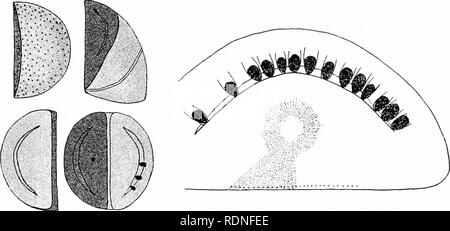 . La flore de Koh Chang : contributions à la connaissance de la végétation dans le Golfe de Siam . La botanique. Vi 300 n large, les valves sont semi-luuate avec dents, points de rayonnement très hyahne espace central et des points dans les marges, mais la strie plus robuste ; qui Van Heurck en date 1. c. p. 539 mentions, sont seulement obscur dans mon formulaire. La ceinture est très inégal, étroit sur la partie rectiligne et très large sur le côté bombé, de sorte que l'ensemble de l'fruslule ressemble à un morceau d'une orange. Curieux, c'est une fissure incurvée sur les valves, dans la plupart des spécimens qui 1 l'avons vu, cette fissure était un lieu de rel'uge Banque D'Images