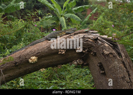 Un Varan du Nil sur une branche d'arbre tombé près de la source du Nil à Jinja, Ouganda Banque D'Images