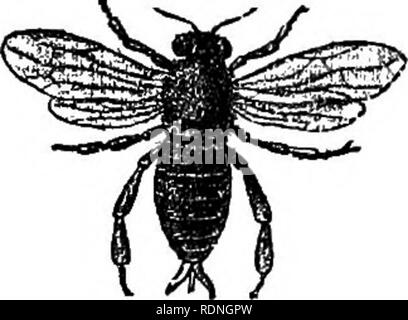 . L'abeille et de fourmis blanches, leurs manières et habitudes ; avec des illustrations de l'instinct animal et l'intelligence. Les abeilles ; Instinct ; les termites. Nuise, chargé avec du pollen. Drone en vol, montrant les organes de la fécondation. plus longue que celle de l'un de ses sujets, elle se distingue par une allure majestueuse et plus mesurée, par l'essoufflement de ses comparatifs â ailes, et la courbure de son dard. Ses ailes, qui sont de puissants et nerveux, ne sont que la moitié de la longueur de son corps, s'étendant très peu au-delà de la limite postérieure de son thorax, tandis que ceux de the drones, flg. 3, et les travailleurs, fig. 4, couvrir l'ab Banque D'Images