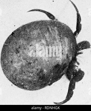 . La mer la vie ; les invertébrés de la côte de New York. Les animaux marins. Fig. Oo : IIKHMIT CRAH. Knui] Aie. Le Sliowing liorr tnved rovered'shell Willi algues ahd. HydracHnia Cape Ann, Mass. le crabe witlidraws witliin instantanément sa coquille, la clôture de l'ouverture avec ses griffes, whicli arc de la forme exacte pour retpiired la fin. Comme le crabe se développe il . doit occuper de plus en plus des coquilles. Ces sont apparemment choisis avec soins, acii- sideraljle liiuiiig mais décidé il crabe^ enfin fléchettes dans sa nouvelle demeure avec près d'une rapidité incroyable. en commun witli autres crus Banque D'Images