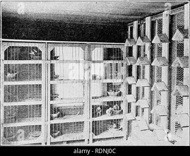 . La production de volailles pratique . La volaille. FRAGTICAL 256 Production de volailles. Figure 255.-Aménagement intérieur d'un pigeonnier sliowing nid nids, perchoirs et casseroles sur la droite. conseillé de placer un oeuf supplémentaire ou d'oeufs dans le nid, comme une paire de pigeons peuvent soulever seulement deux bon pigeonneau à la fois. La période d'incubation est d'environ 17 jours. Pigeonneaux sont nourris par leurs parents jusqu'à ce qu'ils sont de 3J^^ à 43 semaines d'âge. QUESTIONS 1. Quels sont les six variétés de dindes domestiques tels que reconnus par l'American Standard de perfection ? 2. Qui est la plus populaire variété de dindes ? Décrire cette variété. 3 Banque D'Images