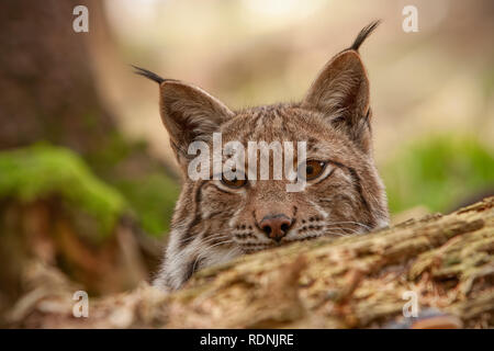 Close-up détaillé de cacher des profils avec eursian lynx sur une chasse en forêt autmn. Banque D'Images