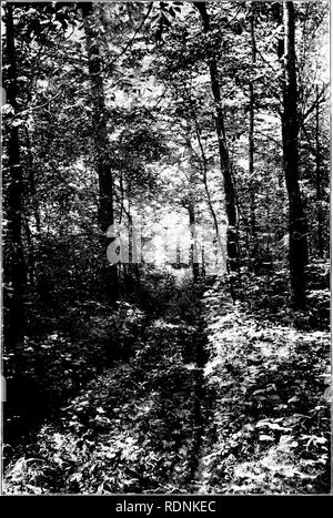 . Autour d'un ancien homestead ; un livre de souvenirs. Huston, Paul Griswold ; la vie à la ferme ; l'histoire naturelle. La ROUTE À TRAVERS LES BOIS.. Veuillez noter que ces images sont extraites de la page numérisée des images qui peuvent avoir été retouchées numériquement pour plus de lisibilité - coloration et l'aspect de ces illustrations ne peut pas parfaitement ressembler à l'œuvre originale.. Huston, Paul Griswold. Cincinnati, Jennings et Graham ; New York, Eaton et d'alimentation secteur Banque D'Images