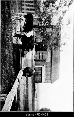 . Autour d'un ancien homestead ; un livre de souvenirs. Huston, Paul Griswold ; la vie à la ferme ; l'histoire naturelle. . Veuillez noter que ces images sont extraites de la page numérisée des images qui peuvent avoir été retouchées numériquement pour plus de lisibilité - coloration et l'aspect de ces illustrations ne peut pas parfaitement ressembler à l'œuvre originale.. Huston, Paul Griswold. Cincinnati, Jennings et Graham ; New York, Eaton et d'alimentation secteur Banque D'Images