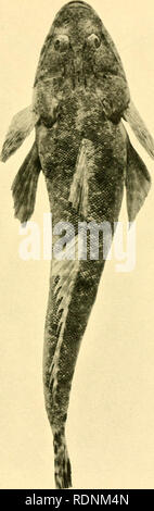 . Les poissons comestibles de la Nouvelle Galles du Sud : leur importance et leurs potentialités. Poissons -- l'Australie ; le poisson comme nourriture. w H &Lt ; Q. Veuillez noter que ces images sont extraites de la page numérisée des images qui peuvent avoir été retouchées numériquement pour plus de lisibilité - coloration et l'aspect de ces illustrations ne peut pas parfaitement ressembler à l'œuvre originale.. Stead, David George, 1877- ; Nouvelle Galles du Sud. Ministère de la pêche. [Toronto], publiée par l'autorité du gouvernement de l'état de la Nouvelle Galles du Sud Banque D'Images