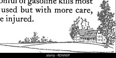 . L'ensemencement et de soins de golf. Parcours de golf ; les herbes. O. M. Scott &AMP ; Sons Co., Marysville, Ohio l'automne. Il est tué par le premier gel, devient brun et les feuilles légèrement- correctifs. Parce qu'il est particulièrement sensible en saison sèche chaude, lorsque beaucoup d'eau doit être artificiellement fourni, Certains appellent cela "l'herbe à l'eau," pensant que c'est causé par aspersion. Au cours des saisons comme l'été 1921, le crabe-herbe est particulièrement remarquable et semble être en mesure de surmonter la plus souhaitable de graminées. Presque tout a été essayé dans un effort pour trouver un traitement qui permettra d'éradiquer Banque D'Images